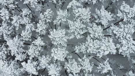 the camera pointed down to the snowy treetops