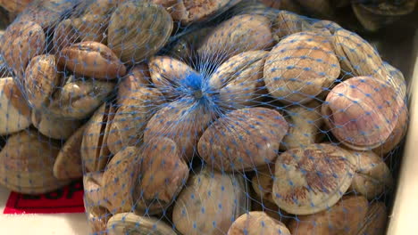 fresh clams in mesh bags