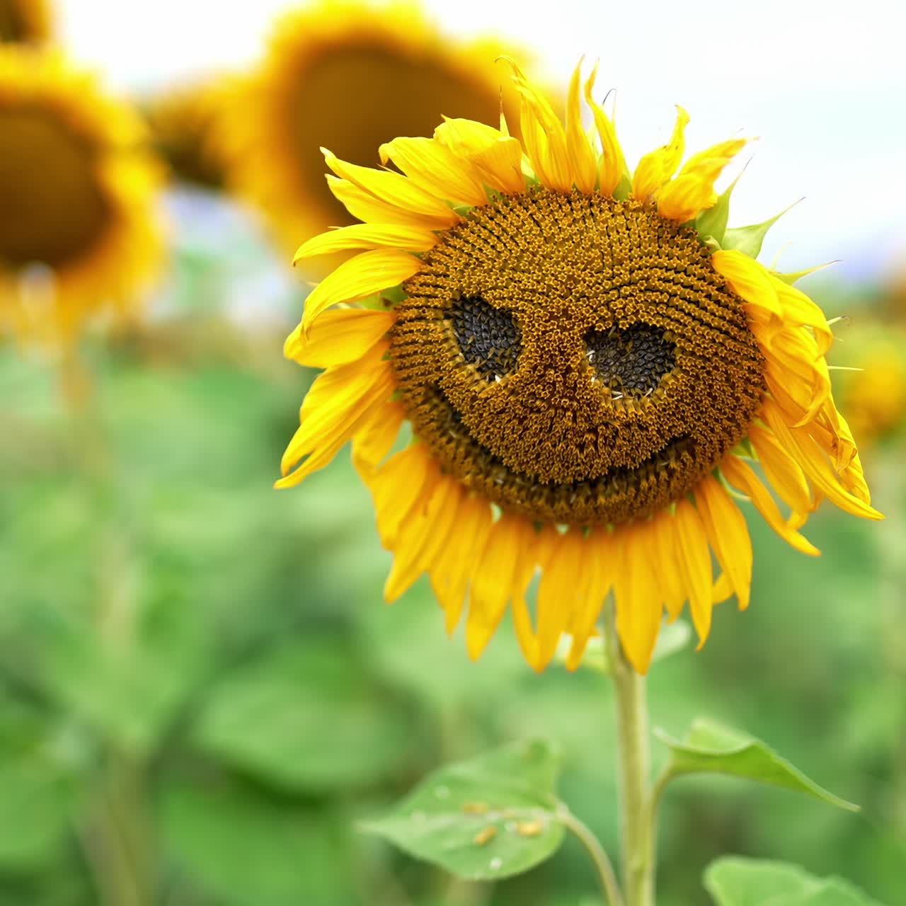 Swaying sunflower with smiley face curved. Seed flowers growing in the farmlands in the season of blossoming