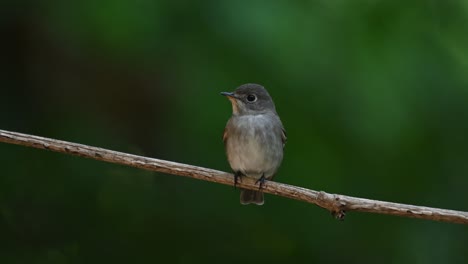 dark-sided flycatcher, muscicapa sibirica perched on a vine facing to the right and then looks around during a windy afternoon in the forest in chonburi, thailand