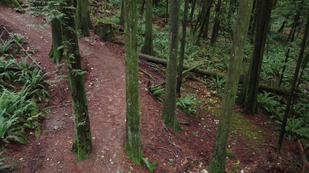ruta de senderismo en hermosos árboles frondosos, vista desde arriba