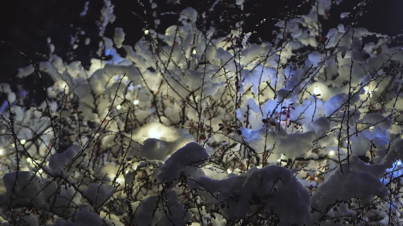 Jouluvalot on sijoitettu lumiselle happomarjapensaalle
