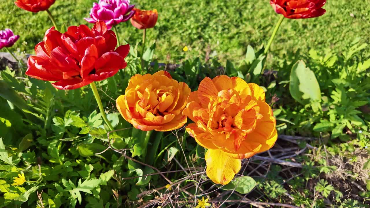 Tulipani doppi arancioni vivaci che sbocciano in giardino in primavera. Primo piano.