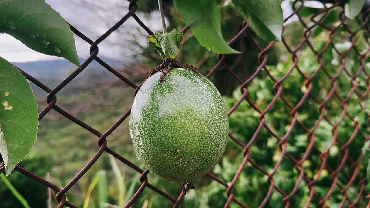 Green Passion Fruit Hanging from a Fence