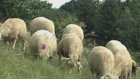 Schafherde-In-Der-Nähe-Von-Eichstätt-Im-Altmühltal,-Bayern,-Deutschland-1