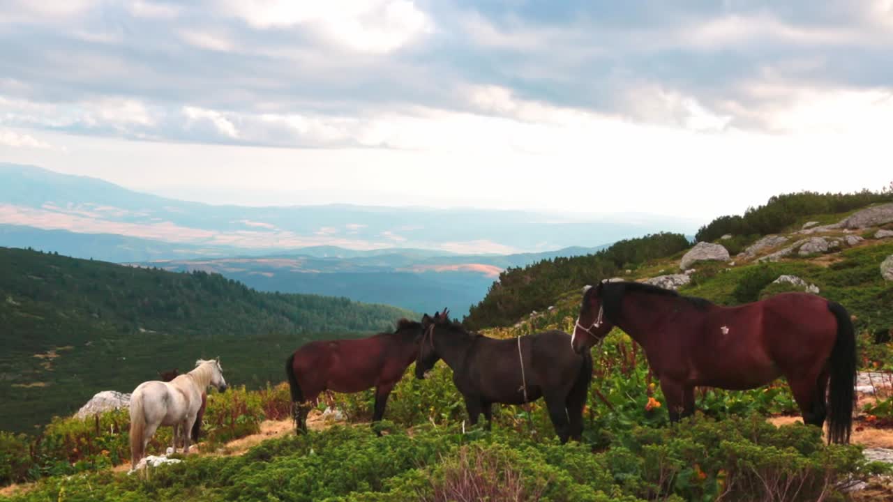 Horses standing on top of a mountain