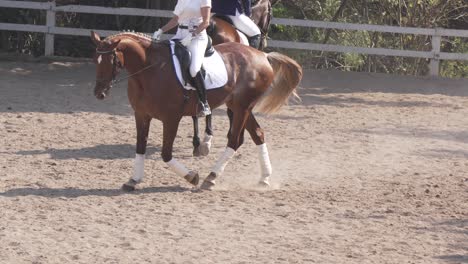 two riders riding thoroughbred horses in equestrian competition practice