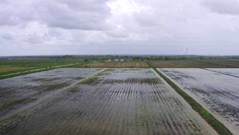 aerial: big open flooded rice fields with tractor tire tracks, canal flowing through, village in distance, drone flyover in nickerie suriname