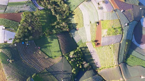 Vista-Aérea-De-Arriba-Hacia-Abajo-Del-Hermoso-Patrón-De-Los-Campos-De-Cultivo-Rurales-Típicos-Del-Sudeste-Asiático-Bajo-La-Luz-Del-Sol