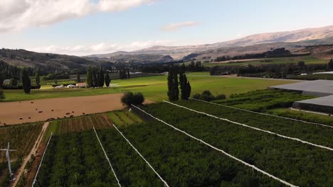 cherry orchard in fruitlands valley of rural new zealand near roxburgh, aerial