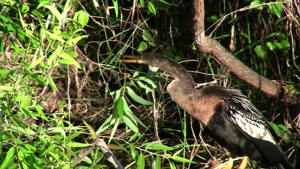 Uccelli della foresta di mangrovie nelle Everglades 9.