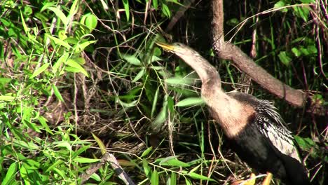 Birds-of-the-mangrove-forest-pin-the-Everglades-9