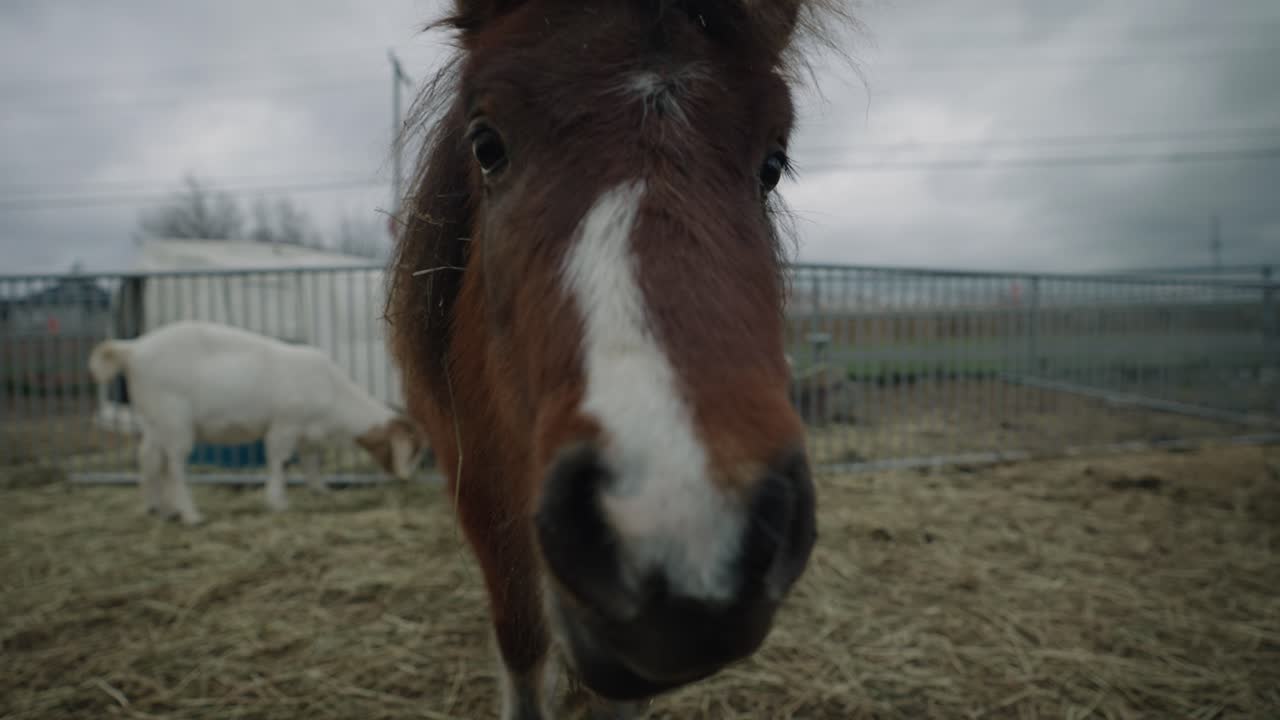 caballo marrón de pelo desordenado tocando la cámara con su nariz - granja rural coaticook en quebec, canadá - disparo de primer plano, cámara lenta