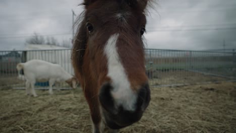 Messy-Hair-Brown-Horse-Touching-The-Camera-With-Its-Nose---Coaticook-Rural-Farm-In-Quebec,-Canada---Closeup-Shot,-Slow-Motion