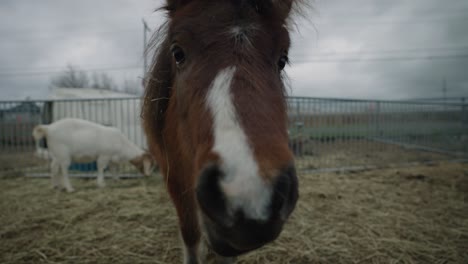 messy hair brown horse touching the camera with its nose - coaticook rural farm in quebec, canada - closeup shot, slow motion