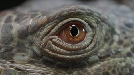 close-up of an iguana's eye