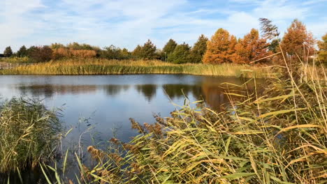 autumn view of the lake overgrown with reeds