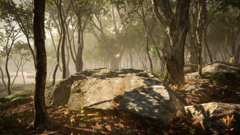 mágico paisaje de bosque oscuro de otoño con rayos de luz cálida