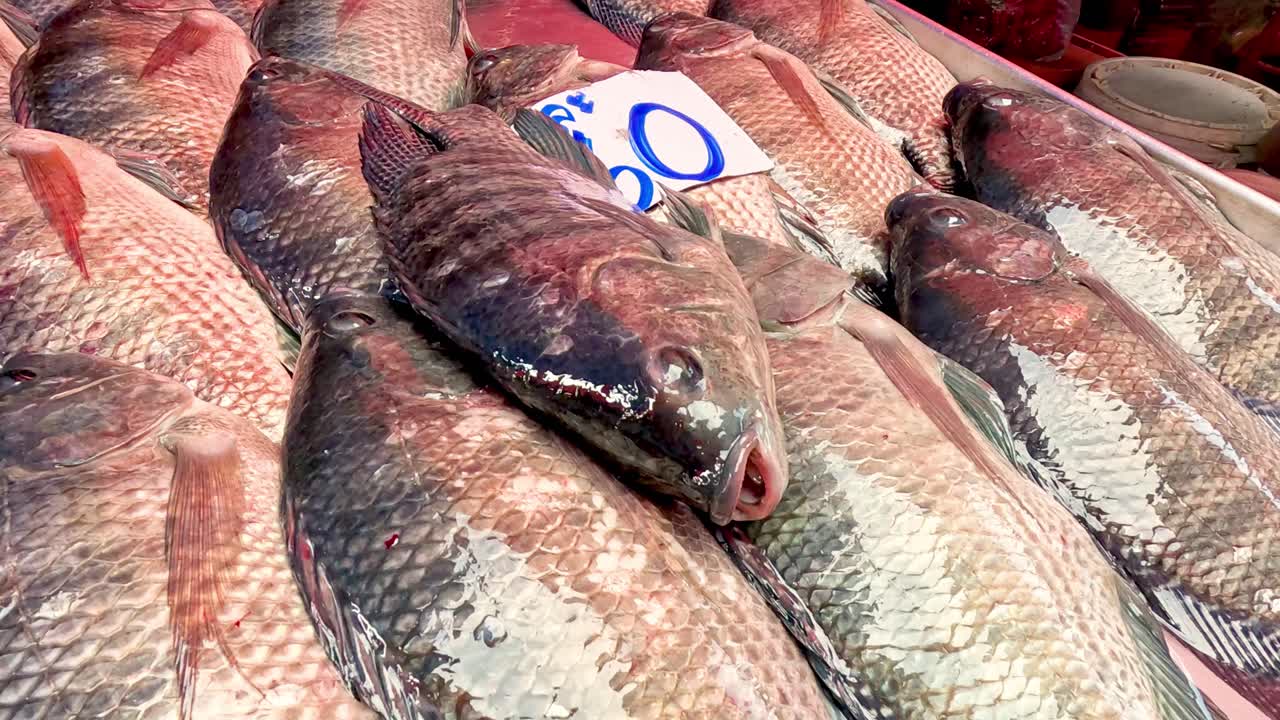 filas de pescado envasado para la venta en hielo