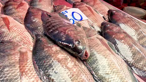 rows of packaged fish for sale on ice