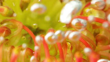 close-up of a pincushion protea flower