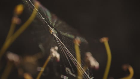 Spinne-Auf-Spinnennetz-Mit-Detail
