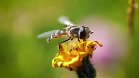 wasp collects nectar from flower crepis alpina slow motion.