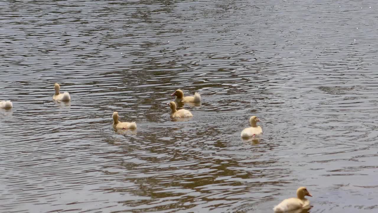 Anatre che nuotano insieme in un fiume tranquillo.