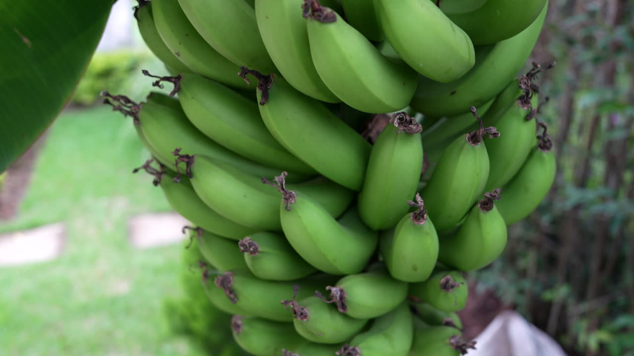 Vivid close-up shot of a lush, green banana cluster on a tree in a tropical garden. The natural lighting enhances the vibrant colors and textures, highlighting growth stages of ripe bananas