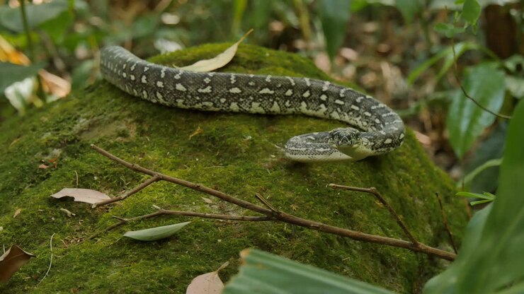 Python slang in natuurlijke omgeving jagend in het bos - Diamantpython