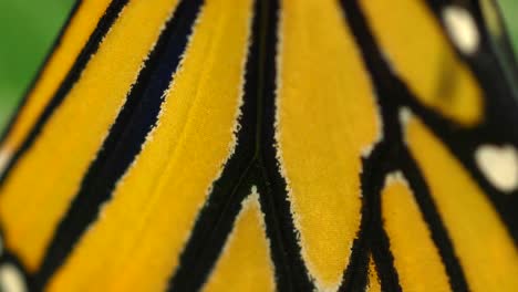 monarch butterfly wings