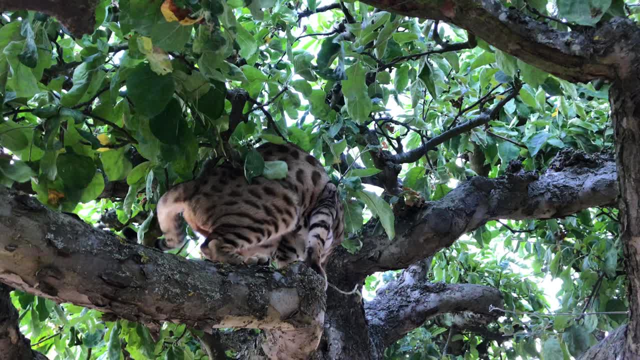 En bengalsk kat i et træ