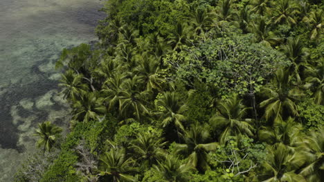 aerial - palm tree jungle, playa rincon beach, dominican republic, forward tilt up