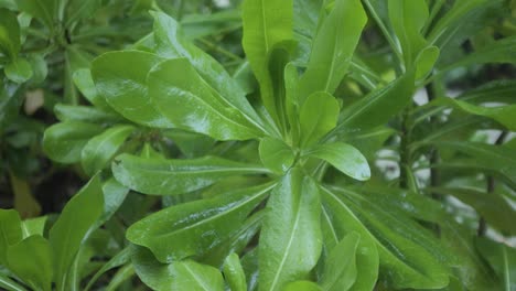 un primer plano de hojas tropicales verdes brillantes en un entorno exuberante y natural al aire libre