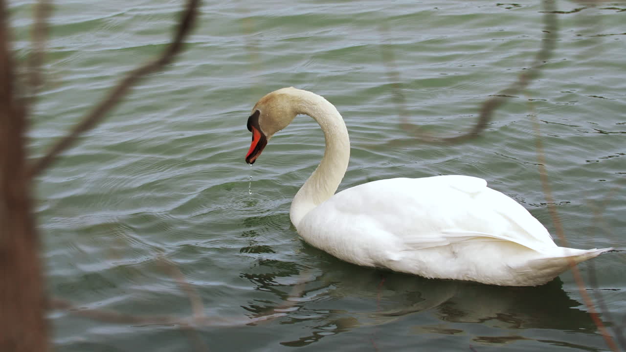 disparo en cámara lenta de un cisne nadando en un pequeño cuerpo de agua, limpiándose y buscando comida