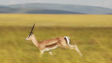 Zeitlupenaufnahme-Einer-Afrikanischen-Tiergazelle,-Die-Rennt-Und-Hüpft,-Während-Sie-Zwischen-Hohem-Gras-über-Die-Ebene-Springt,-Afrikanische-Safaritiere-In-Der-Masai-Mara,-Afrikanische-Tierwelt-In-Der-Masai-Mara