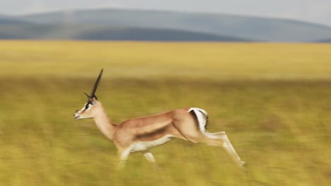slow motion shot of african animal gazelle running and skipping as it leaps leaping across the plain amongst tall grass, africa safari animals in masai mara african wildlife in maasai mara