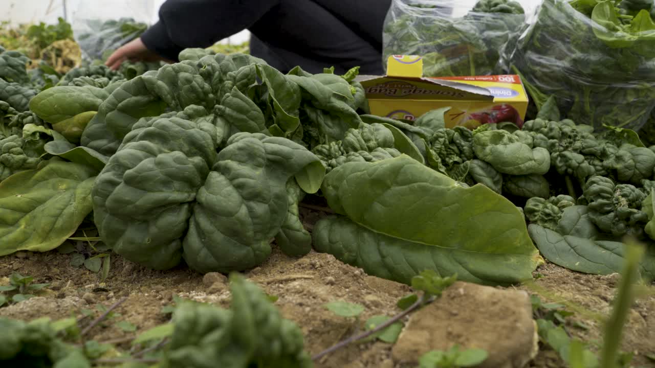 Spinach harvest