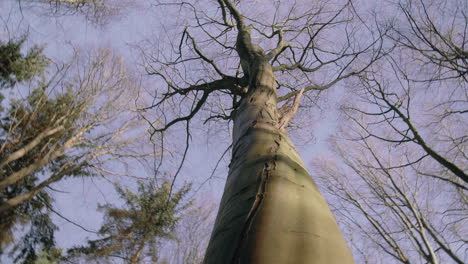 Rotating-around-giant-tree-without-any-leaves-in-the-winter-late-fall-autumn-blue-sky-tree-tops