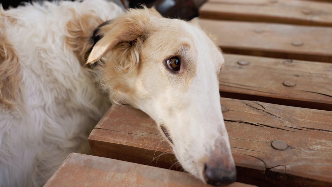 Un cane bianco appoggia la testa su una superficie di legno stagionato, mantenendo un contatto visivo diretto con la fotocamera. La scena presenta texture naturali di pelliccia e legno, enfatizzando un'osservazione calma all'aperto.