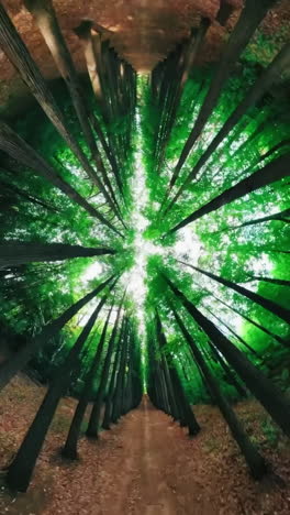 forest path through tall trees