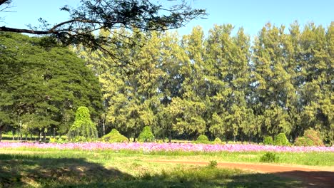 lush greenery and vibrant flowers in thailand