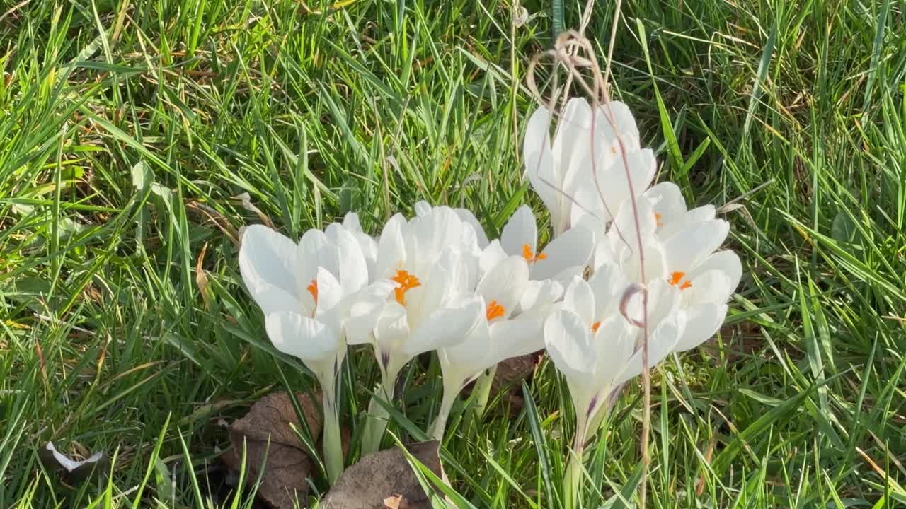 Hvite krokusblomster med oransje senter som spirer frem fra friskt grønt gress