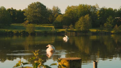 Schwäne-Auf-Dem-See-Bei-Sonnenaufgang-Mit-Grünen-Feldern-Und-Bäumen-Im-Hintergrund---Beleuchtung-Zur-Goldenen-Stunde