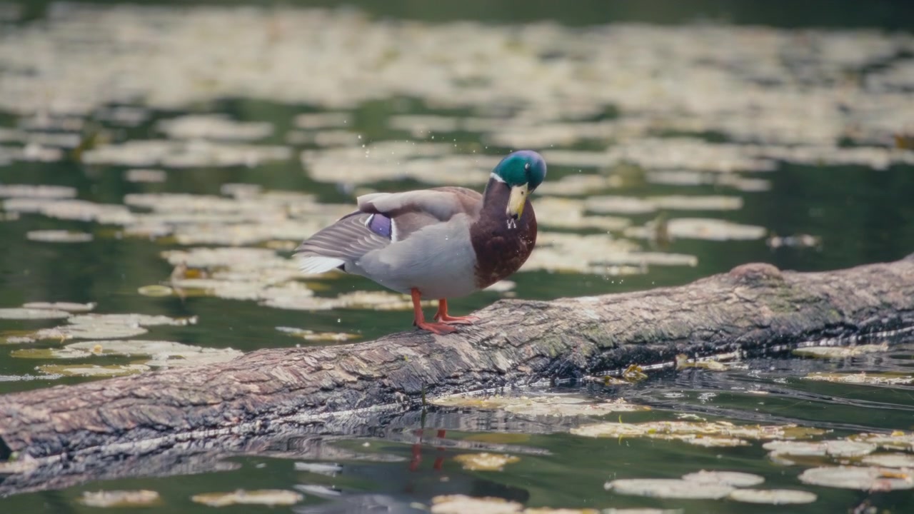 Anatra maschio germano reale che si liscia le piume su un tronco galleggiante