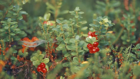 Delicate-cobwebs-strewn-with-dewdrops-hang-between-the-cranberry-shrubs