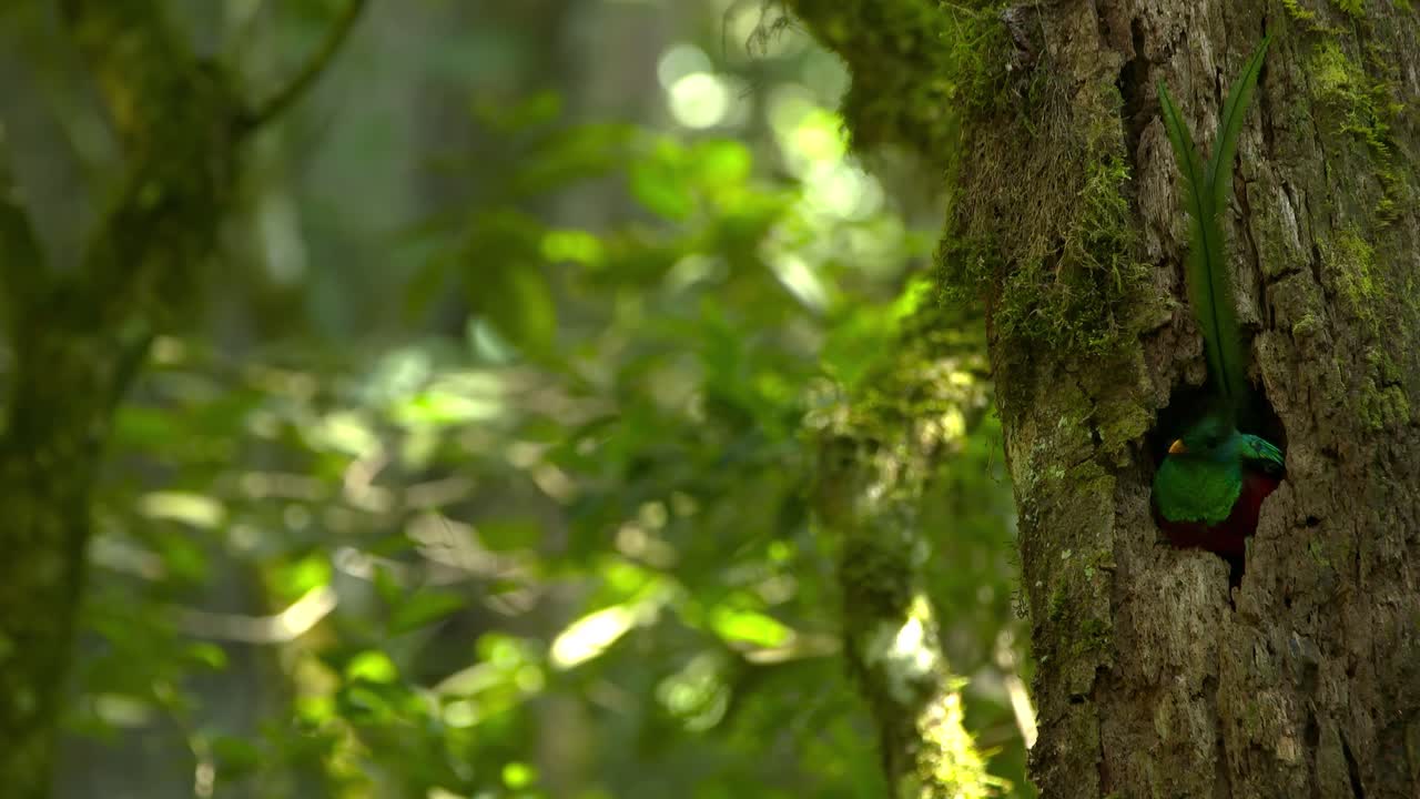 Witness the elusive Quetzal’s vibrant plumage in its lush forest habitat.