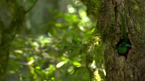 witness the elusive quetzal’s vibrant plumage in its lush forest habitat.