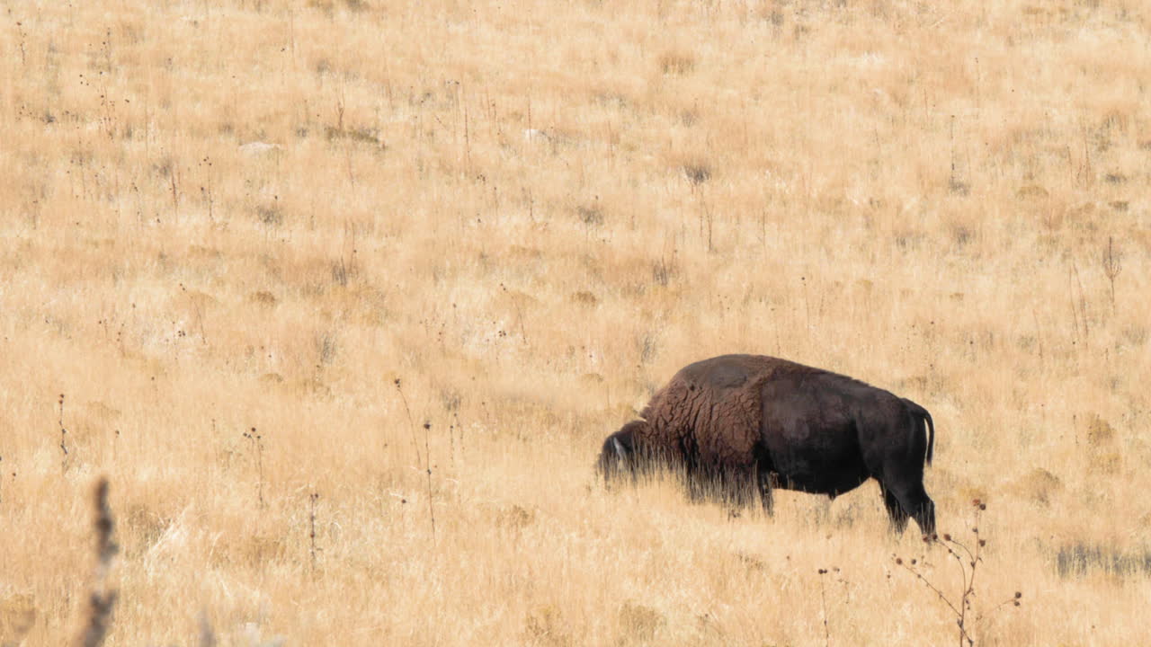 A single bison or buffalo in the grasslands of Antelope Island at the State of Utah