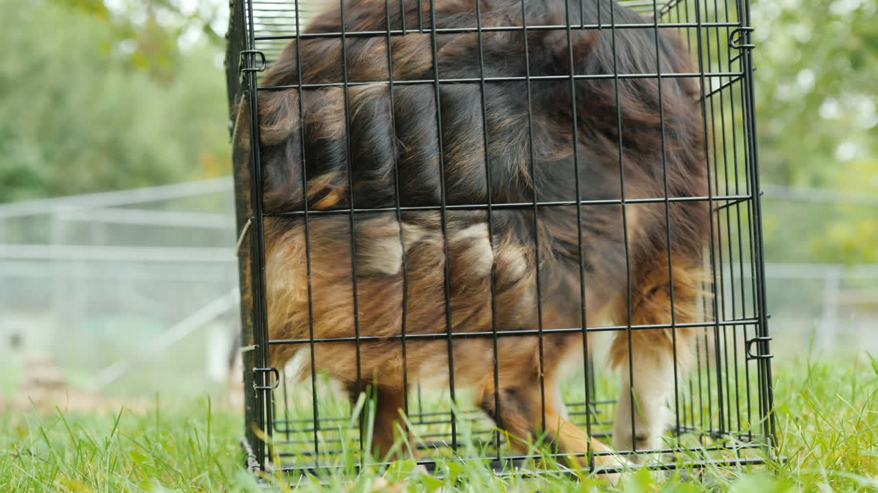 perro grande en jaula pequeña
